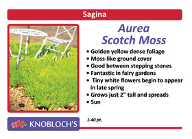 Sagina - Scotch Moss