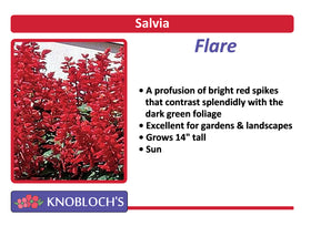 Salvia - Flare
