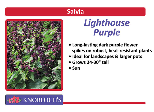 Salvia Traditional - Lighthouse Purple (3 pk)