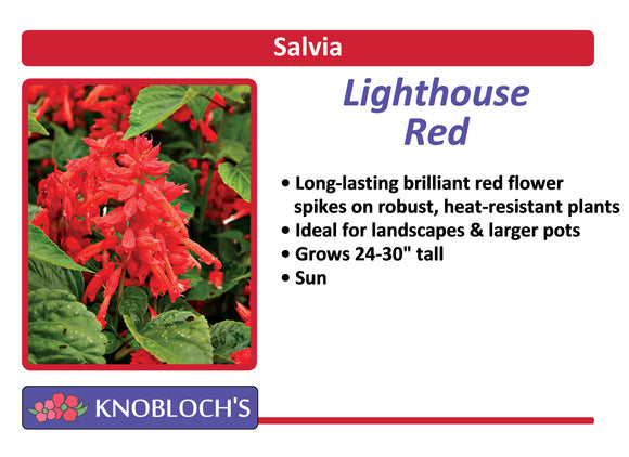 Salvia Traditional - Lighthouse Red (3 pk)