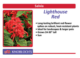 Salvia - Lighthouse Red