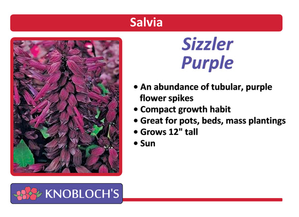 Salvia Traditional - Sizzler Purple (3 pk)
