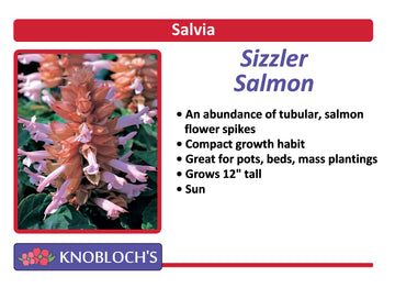 Salvia Traditional - Sizzler Salmon (3 pk)