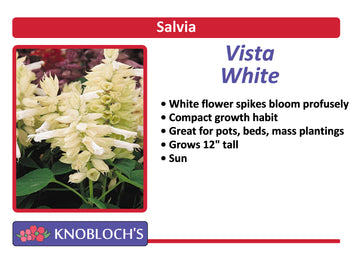 Salvia Traditional - Vista White (3 pk)