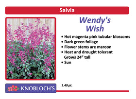 Salvia - Wendy's Wish