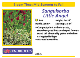 Sanguisorba - Little Angel