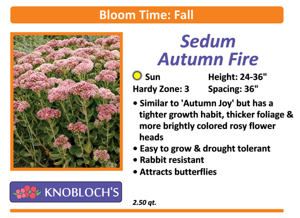 Sedum - Autumn Fire
