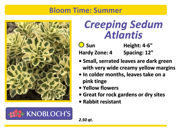 Sedum Creeping - Atlantis