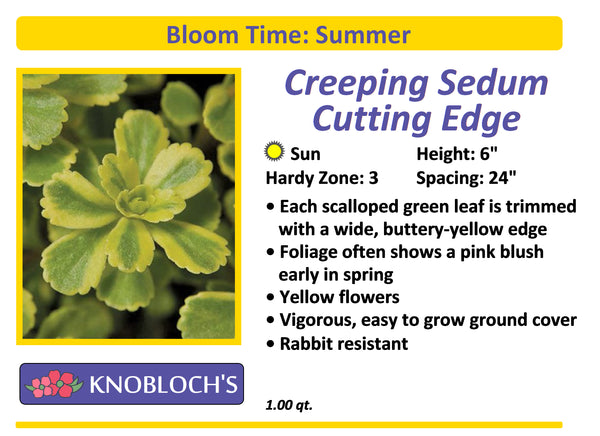 Sedum Creeping - Cutting Edge