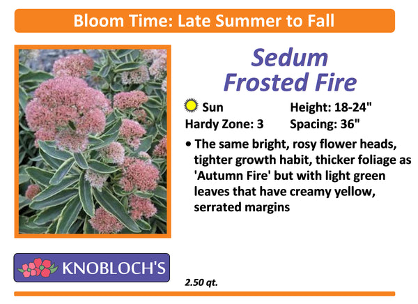 Sedum - Frosted Fire