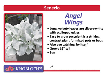 Senecio - Angel Wings