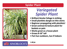 Spider Plant Variegated