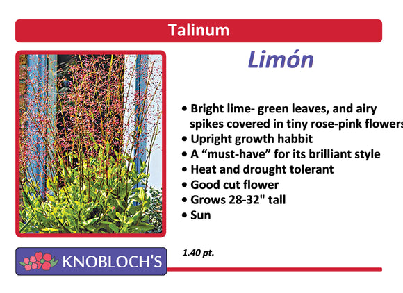 Talinum - Limon