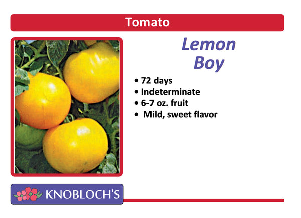 Tomato - Lemon Boy