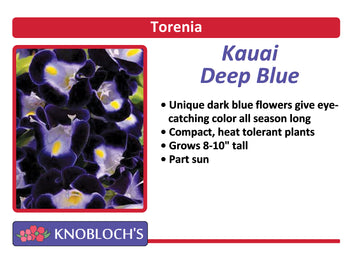 Torenia - Kauai Deep Blue (3 pk)