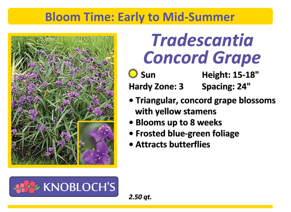 Tradescantia - Concord Grape