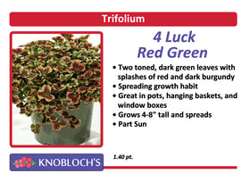 Trifolium - 4 Luck Red Green