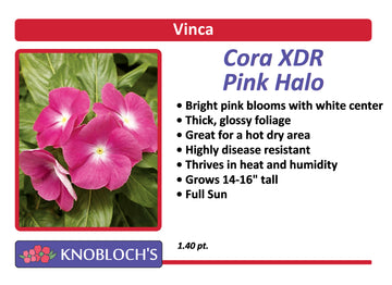 Vinca - Cora XDR Pink Halo