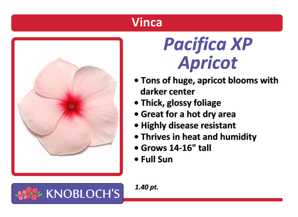 Vinca - Pacifica XP Apricot