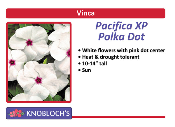 Vinca Basic - Pacifica XP Polka Dot (3 pk)