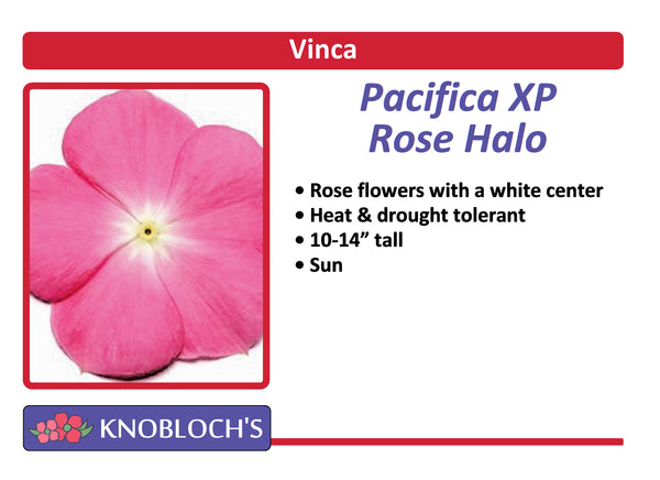 Vinca Basic - Pacifica XP Rose Halo (3 pk)
