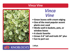 Vinca - Vine