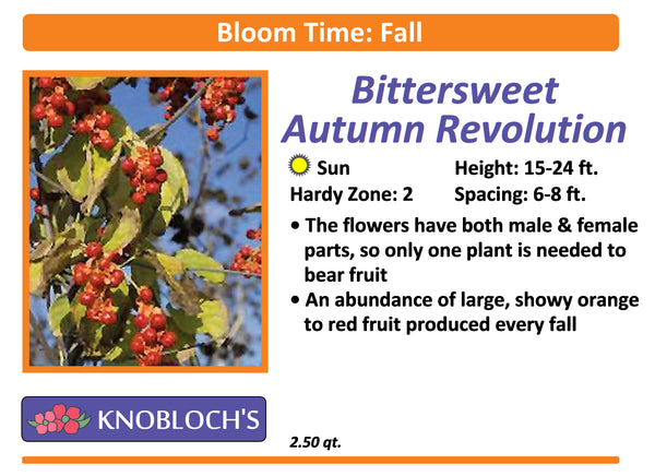 Vine - Bittersweet Autumn Revolution
