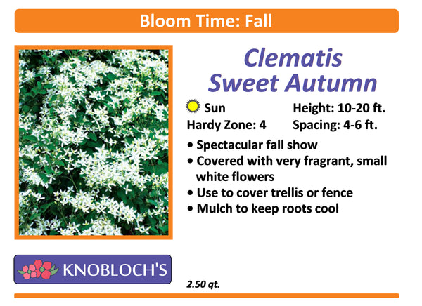 Vine - Clematis Sweet Autumn