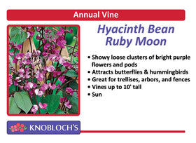 Vine - Hyacinth Bean Ruby Moon