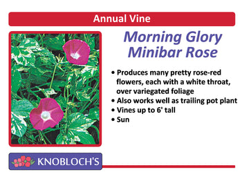 Vine - Morning Glory Minibar Rose