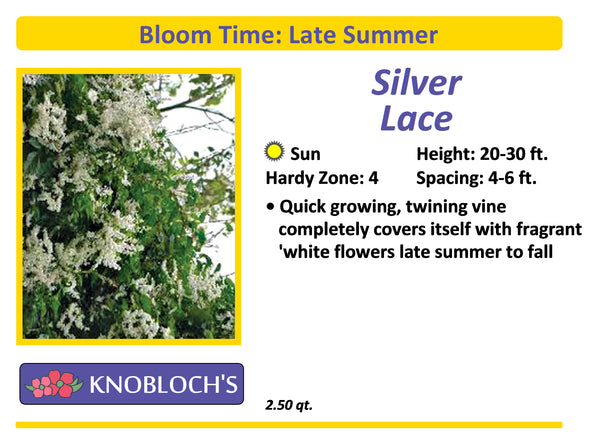Vine - Silver Lace