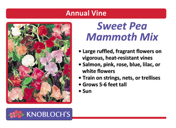 Vine - Sweet Pea Mammoth Mix