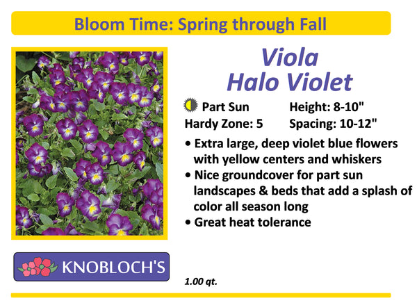 Viola - Halo Violet
