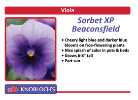 Viola - Sorbet Beaconsfield