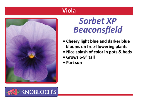 Viola - Sorbet Beaconsfield