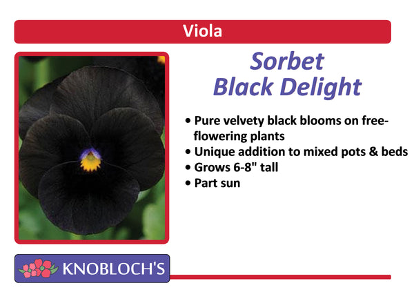 Viola - Sorbet Black Delight