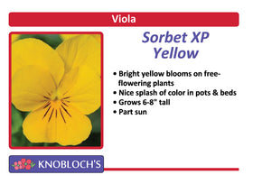 Viola - Sorbet Yellow