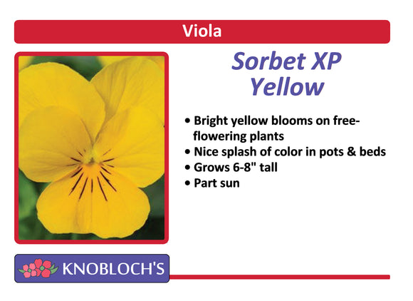 Viola - Sorbet Yellow