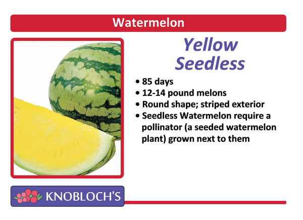 Melon - Watermelon Yellow (Seedless)