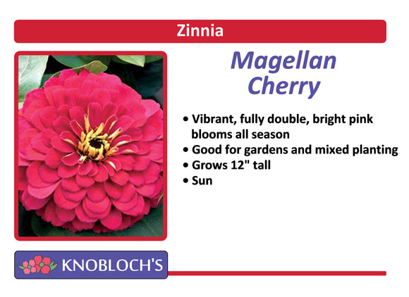 Zinnia - Magellan Cherry