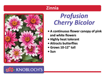 Zinnia - Profusion Cherry Bicolor