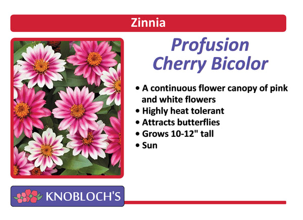 Zinnia - Profusion Cherry Bicolor
