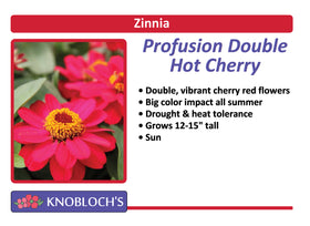 Zinnia - Profusion Double Hot Cherry