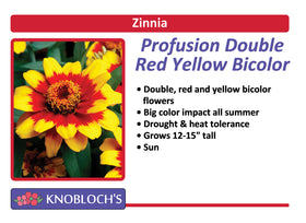 Zinnia - Profusion Double Red Yellow Bicolor