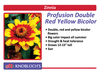 Zinnia - Profusion Double Red Yellow Bicolor