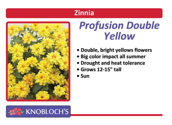 Zinnia - Profusion Double Yellow