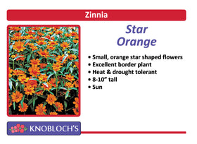 Zinnia - Star Orange (3 pk)