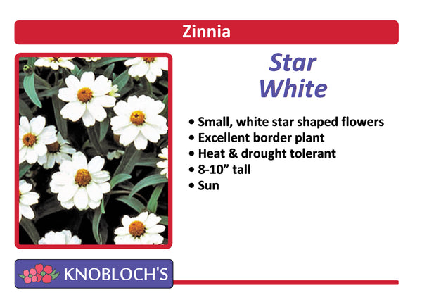 Zinnia - Star White (3 pk)
