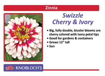 Zinnia - Swizzle Cherry & Ivory