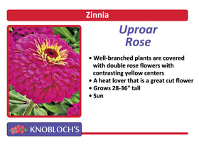 Zinnia - Uproar Rose